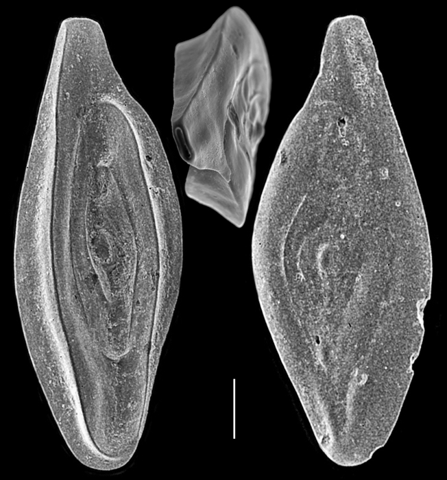 Inaequalina affixa