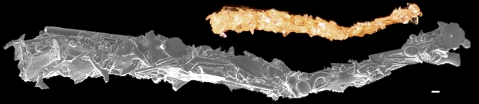 Jaculella obtusa Jaculella obtusa