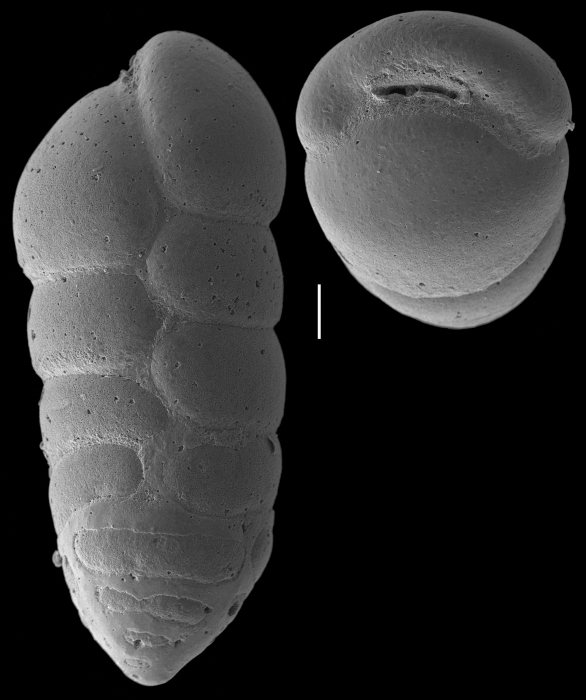 Karreriella bradyi Karreriella bradyi