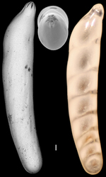 Laevidentalina advena