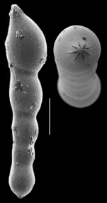 Laevidentalina baggi