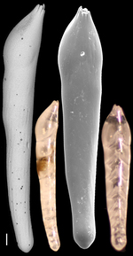 Laevidentalina communis