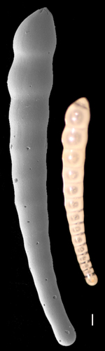 Laevidentalina emaciata