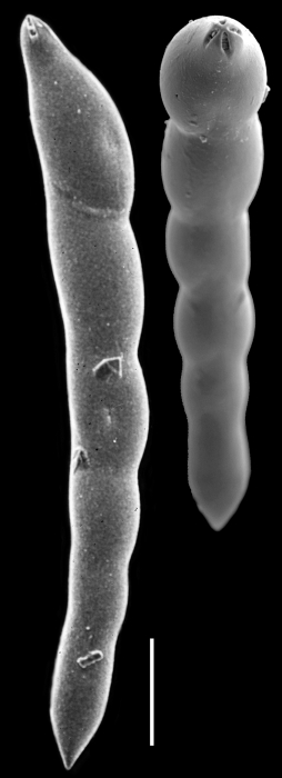 Laevidentalina filiformis Laevidentalina filiformis