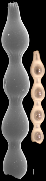 Laevidentalina inflexa