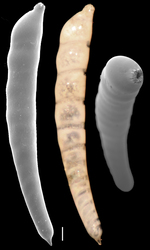 Laevidentalina mucronata