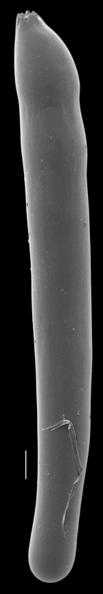 Laevidentalina subemaciata