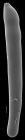 Laevidentalina subemaciata