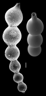 Laevidentalina subsoluta