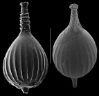 Lagena strumosa
