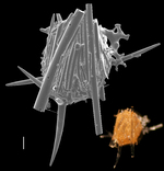 Lagenammina spiculata