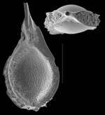 Lagenosolenia bilagenoides