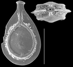 Lagenosolenia cervicosa