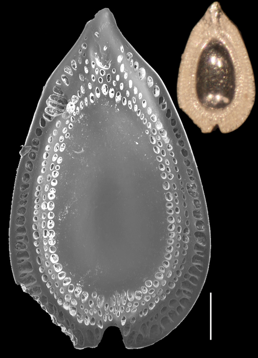 Lagenosolenia favosa Lagenosolenia favosa