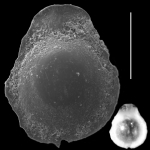Lagenosolenia intricatissima