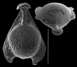 Lagenosolenia neoauriculata