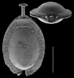 Lagenosolenia peltatusella