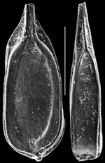 Lagenosolenia quadrangularis
