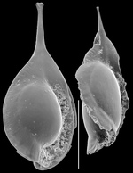 Lagnea neosigmoidella