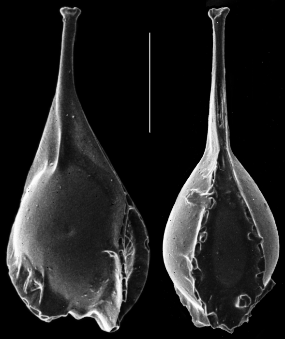 Lagnea parviauriculata