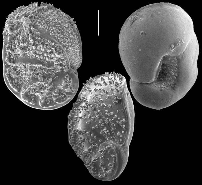Lamarckina scabra