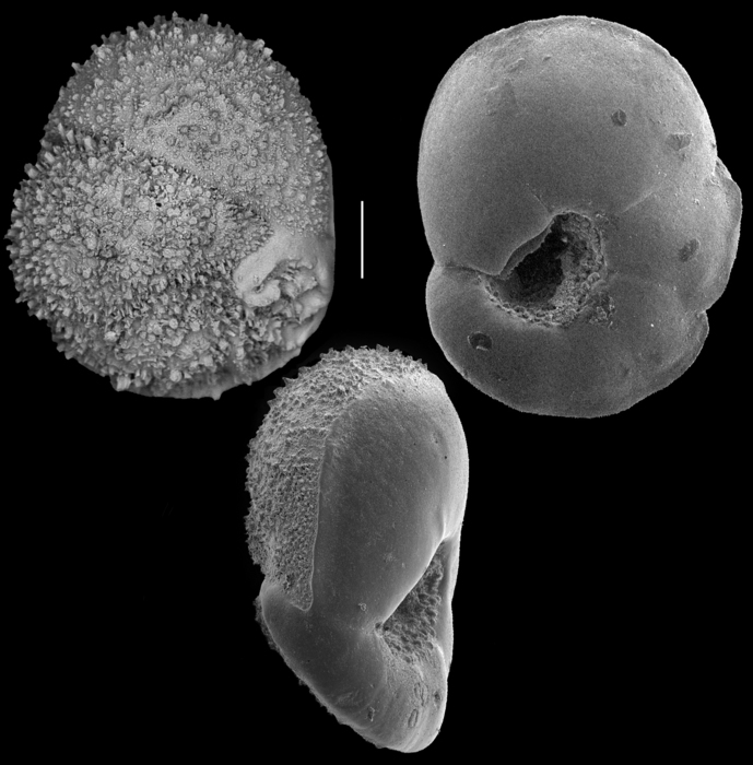 Lamarckina ventricosa Lamarckina ventricosa