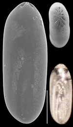 Laryngosigma afueraensis