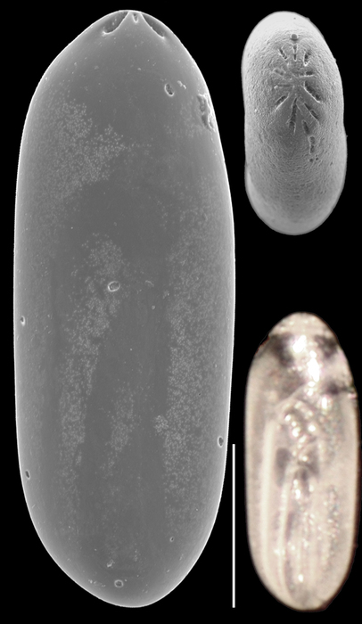 Laryngosigma afueraensis