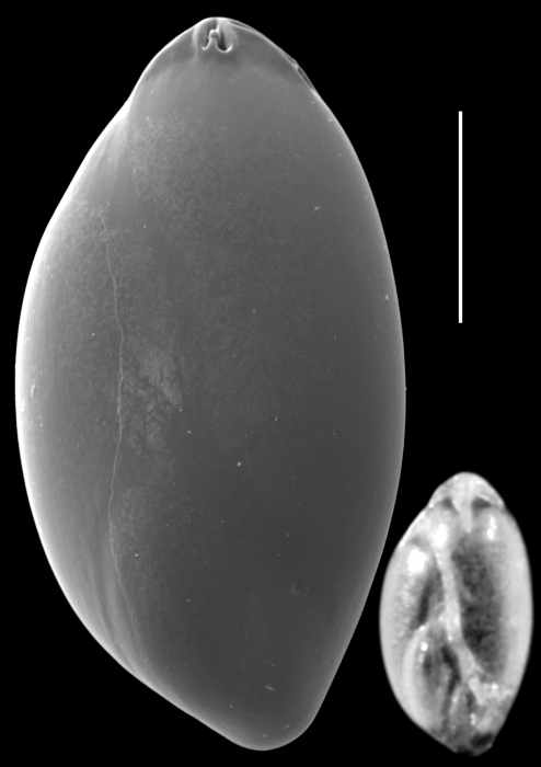 Laryngosigma compacta