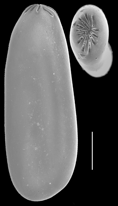 Laryngosigma williamsoni