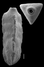 Latentoverneuilina indiscreta