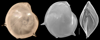 Lenticulina calcar