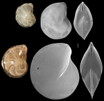 Lenticulina cultrata