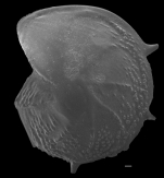 Lenticulina echinata