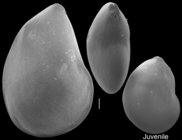 Lenticulina gibba