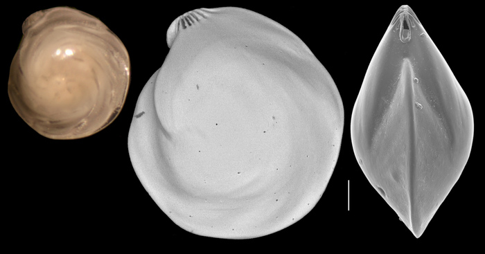 Lenticulina orbicularis