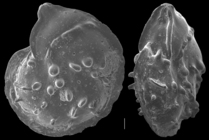 Lenticulina papillosa