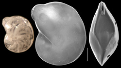 Lenticulina platyrhinos