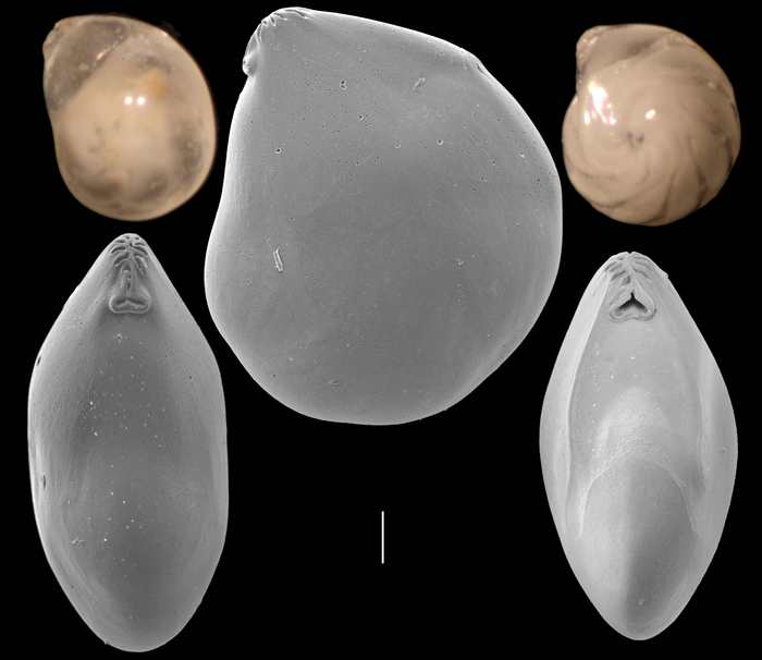 Lenticulina serpens Lenticulina serpens
