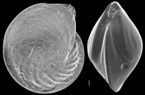 Lenticulina vortex