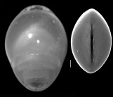 Lingulina galapagoensis