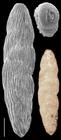 Loxostomina barkeri