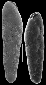Loxostomina costatapertusa