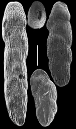 Loxostomina costulata