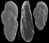 Loxostomina limbata