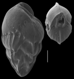 Lugdunum hantkenianum