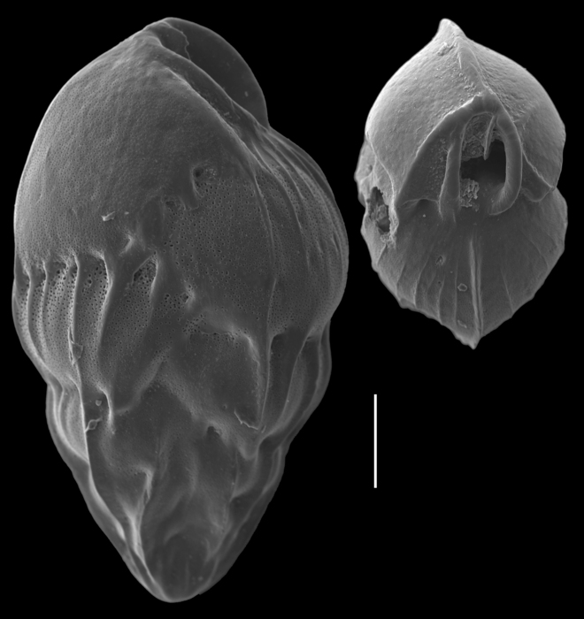 Lugdunum hantkenianum