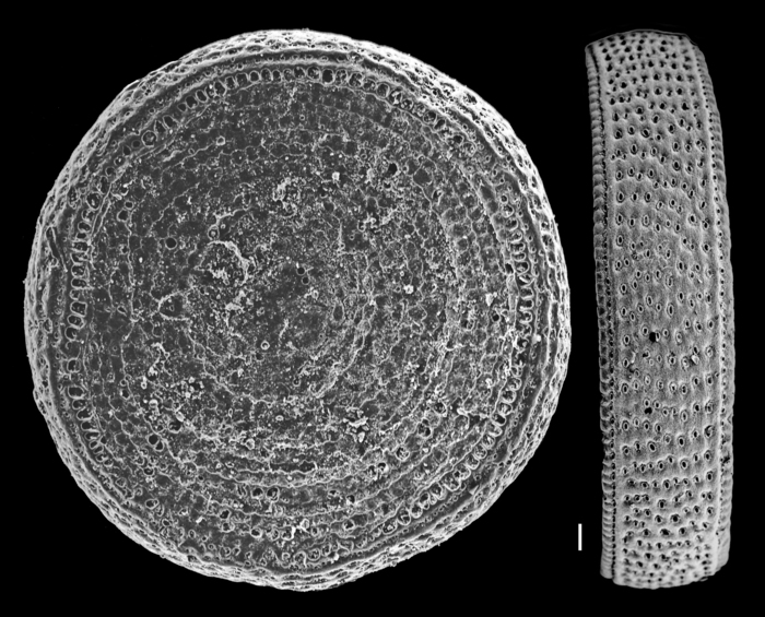 Marginopora vertebralis Marginopora vertebralis
