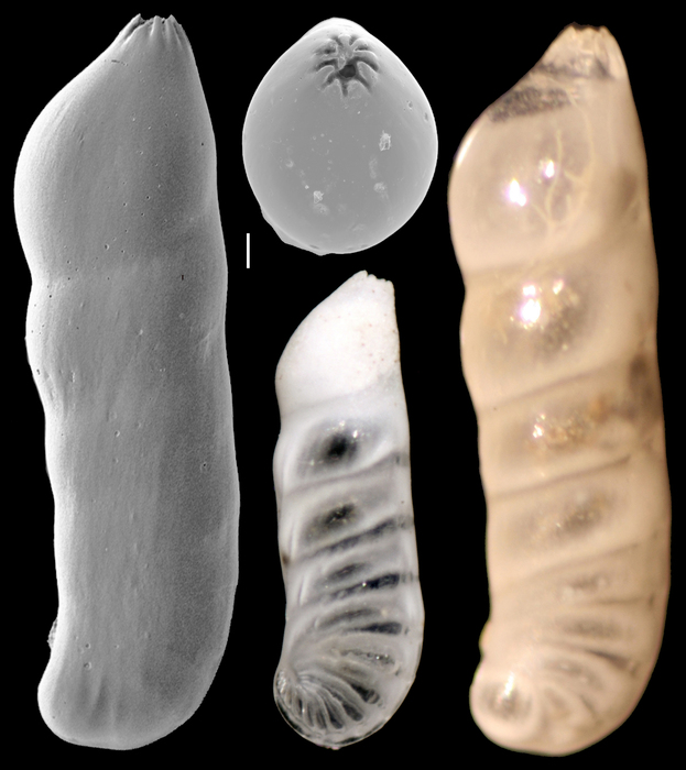 Marginulopsis bradyi Marginulopsis bradyi