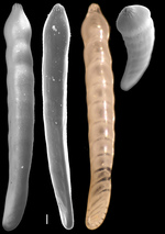 Marginulopsis tenuis